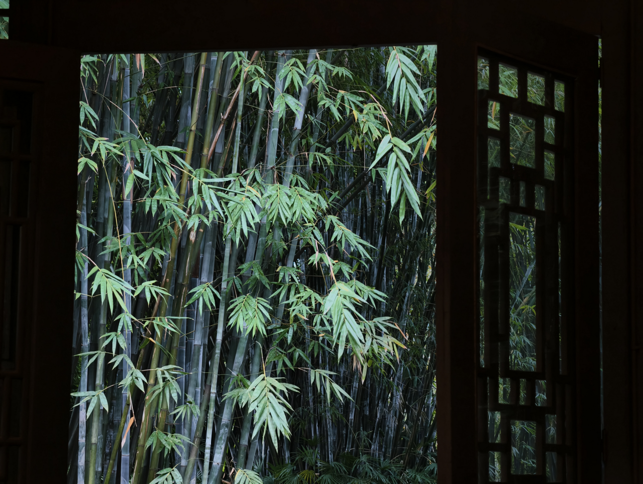 雨后青竹