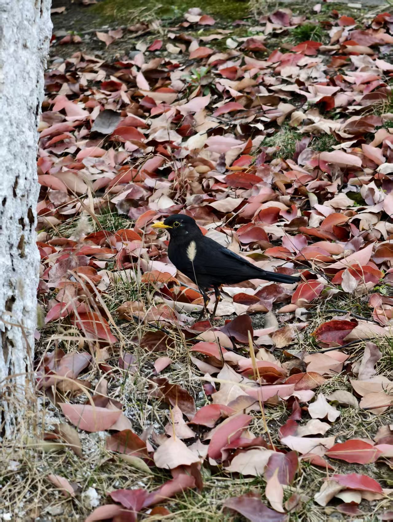 落叶上的黑鸟