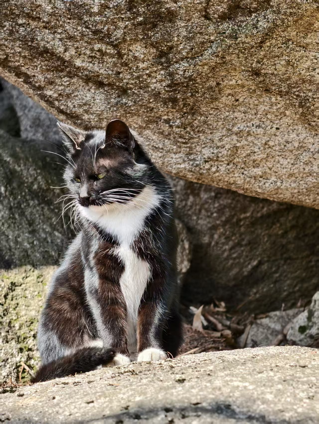 岩石下的猫